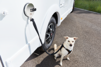 suction cup dog leash suction cup dog leash fixation
