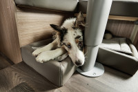 Lit pour chien Lit pour chien
